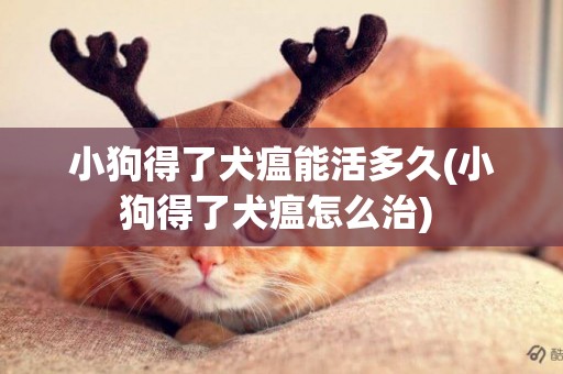 小狗得了犬瘟能活多久(小狗得了犬瘟怎么治) 