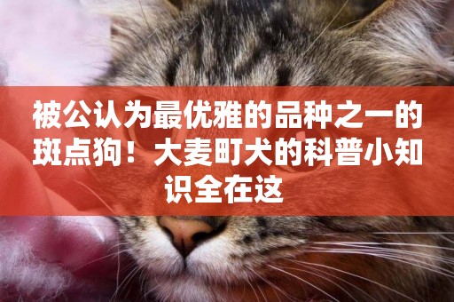 被公認為最優雅的品種之一的斑點狗！大麥町犬的科普小知識全在這 