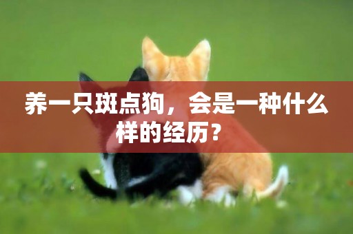 養一只斑點狗，會是一種什么樣的經歷？ 