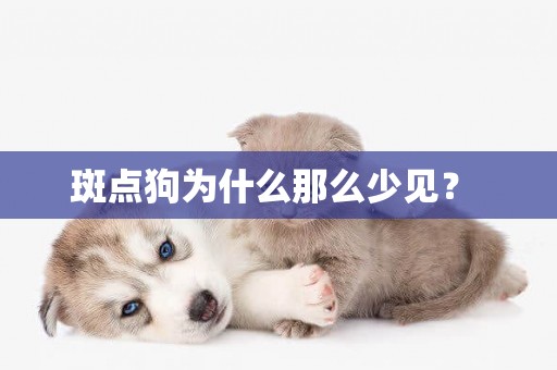 斑點狗為什么那么少見？ 