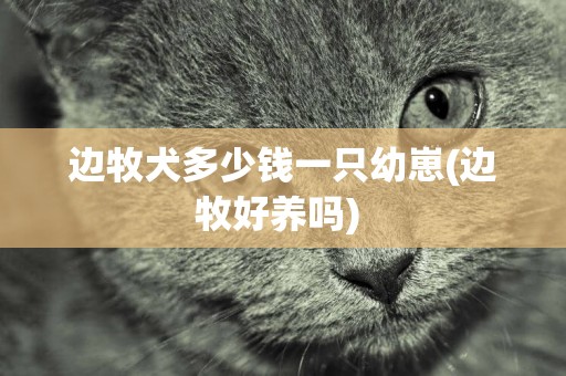 邊牧犬多少錢一只幼崽(邊牧好養嗎) 