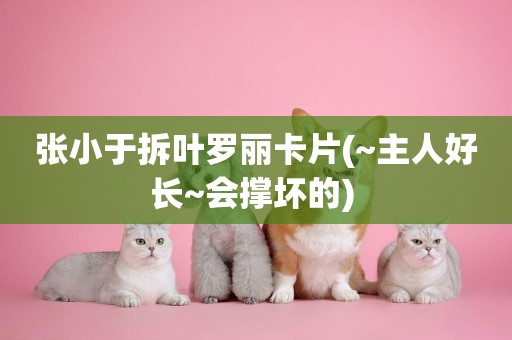張小于拆葉羅麗卡片(~主人好長~會撐壞的) 