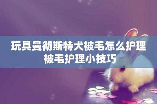玩具曼徹斯特犬被毛怎么護理 被毛護理小技巧