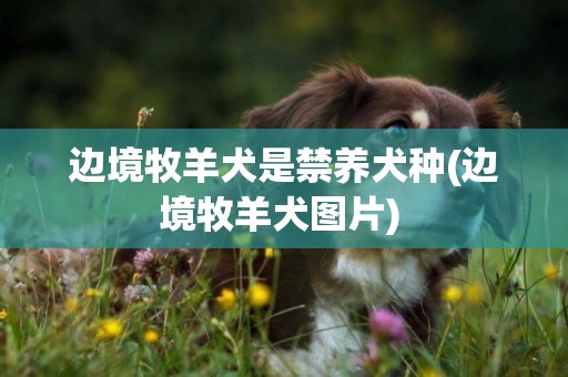 邊境牧羊犬是禁養犬種(邊境牧羊犬圖片) 