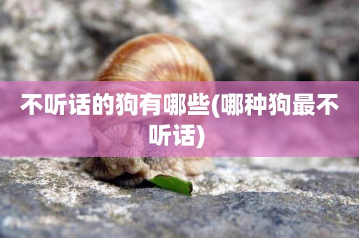 不聽話的狗有哪些(哪種狗最不聽話) 