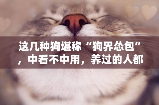 這幾種狗堪稱“狗界慫包”，中看不中用，養過的人都懂 