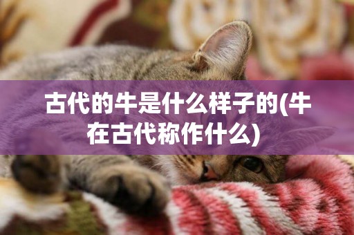 古代的牛是什么樣子的(牛在古代稱作什么) 