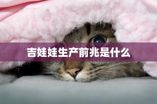 吉娃娃生產前兆是什么