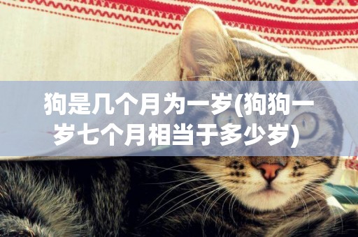 狗是幾個月為一歲(狗狗一歲七個月相當于多少歲) 