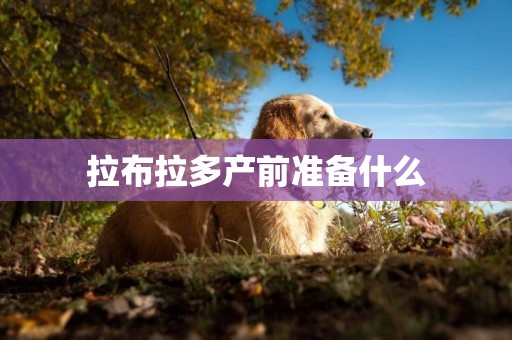 拉布拉多產前準備什么