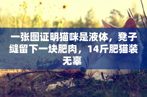 一張圖證明貓咪是液體，凳子縫留下一塊肥肉，14斤肥貓裝無辜 