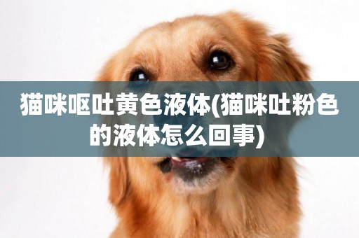 貓咪嘔吐黃色液體(貓咪吐粉色的液體怎么回事) 
