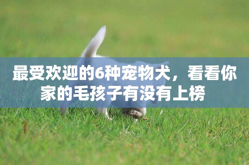 最受歡迎的6種寵物犬，看看你家的毛孩子有沒有上榜 