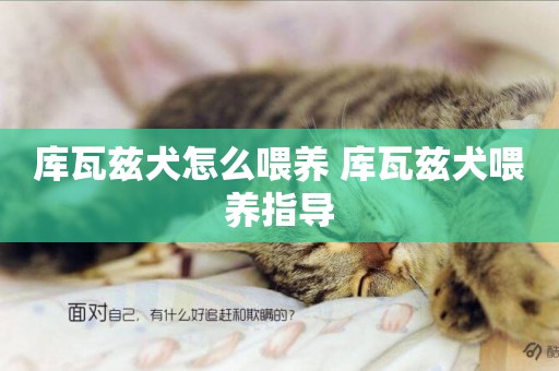 庫瓦茲犬怎么喂養 庫瓦茲犬喂養指導