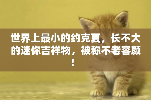 世界上最小的約克夏，長不大的迷你吉祥物，被稱不老容顏！ 