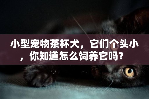小型寵物茶杯犬，它們個頭小，你知道怎么飼養它嗎？ 