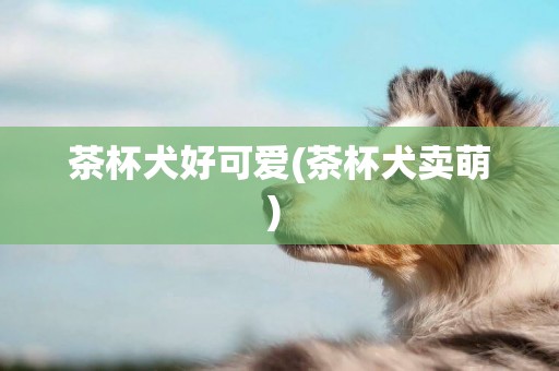 茶杯犬好可愛(茶杯犬賣萌) 