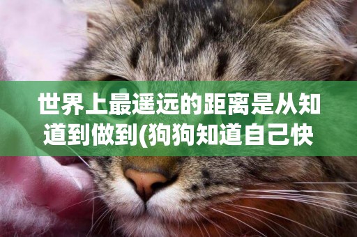 世界上最遙遠的距離是從知道到做到(狗狗知道自己快要死了會離開嗎) 