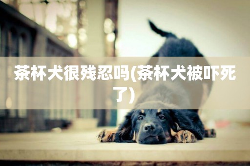茶杯犬很殘忍嗎(茶杯犬被嚇死了) 