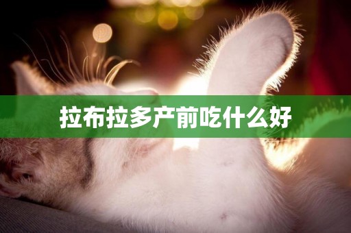 拉布拉多產前吃什么好