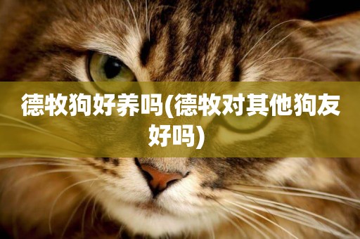 德牧狗好養嗎(德牧對其他狗友好嗎) 