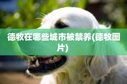 德牧在哪些城市被禁養(德牧圖片) 