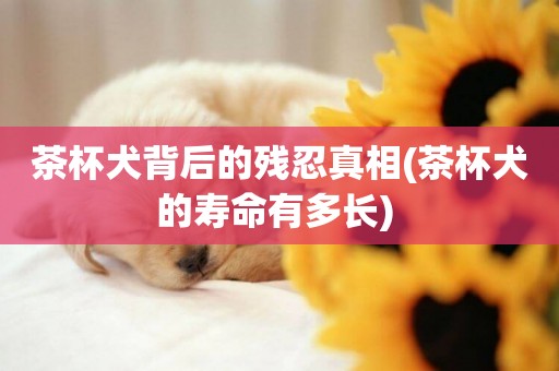 茶杯犬背后的殘忍真相(茶杯犬的壽命有多長) 