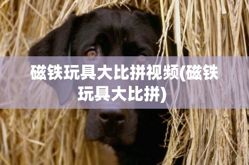 磁鐵玩具大比拼視頻(磁鐵玩具大比拼) 