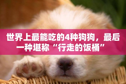 世界上最能吃的4種狗狗，最后一種堪稱“行走的飯桶” 