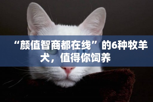“顏值智商都在線”的6種牧羊犬，值得你飼養 