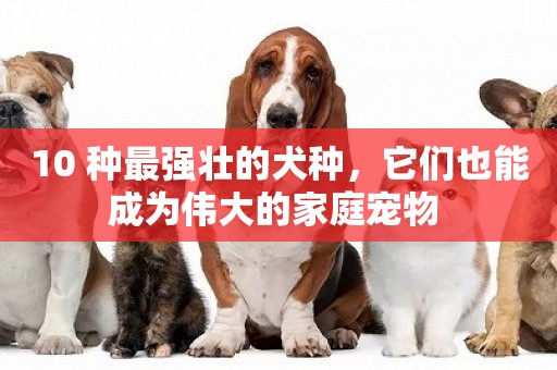 10 種最強壯的犬種，它們也能成為偉大的家庭寵物 