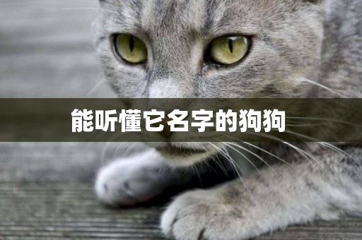 能聽懂它名字的狗狗 