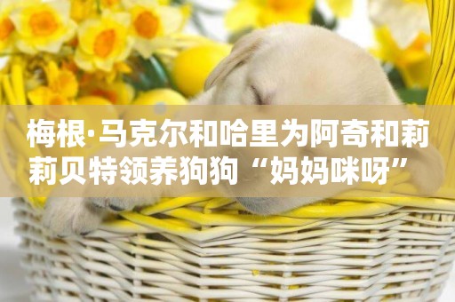 梅根·馬克爾和哈里為阿奇和莉莉貝特領養狗狗“媽媽咪呀” 