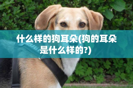 什么樣的狗耳朵(狗的耳朵是什么樣的?) 