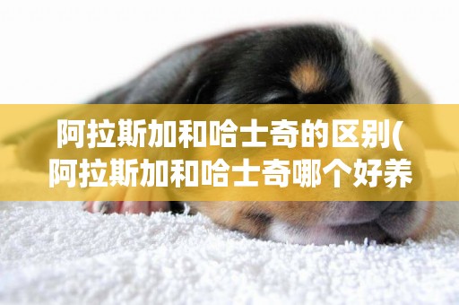阿拉斯加和哈士奇的區別(阿拉斯加和哈士奇哪個好養) 