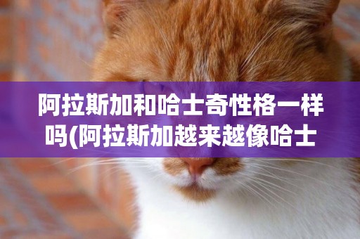 阿拉斯加和哈士奇性格一樣嗎(阿拉斯加越來越像哈士奇) 
