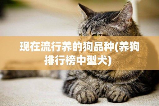 現在流行養的狗品種(養狗排行榜中型犬) 