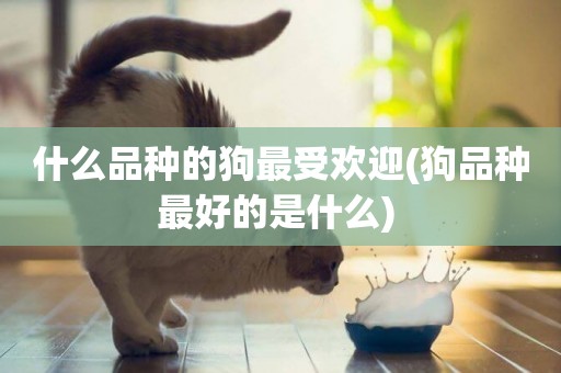 什么品種的狗最受歡迎(狗品種最好的是什么) 