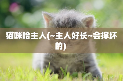 貓咪哈主人(~主人好長~會撐壞的) 