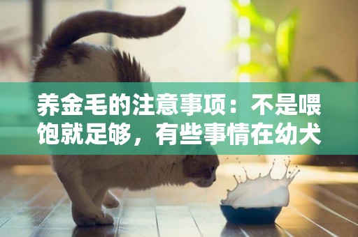 養金毛的注意事項：不是喂飽就足夠，有些事情在幼犬期就要注意 