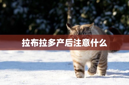 拉布拉多產后注意什么