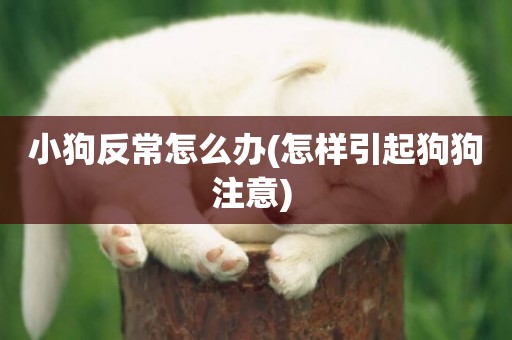 小狗反常怎么辦(怎樣引起狗狗注意) 