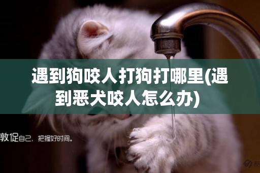 遇到狗咬人打狗打哪里(遇到惡犬咬人怎么辦) 