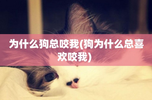 為什么狗總咬我(狗為什么總喜歡咬我) 