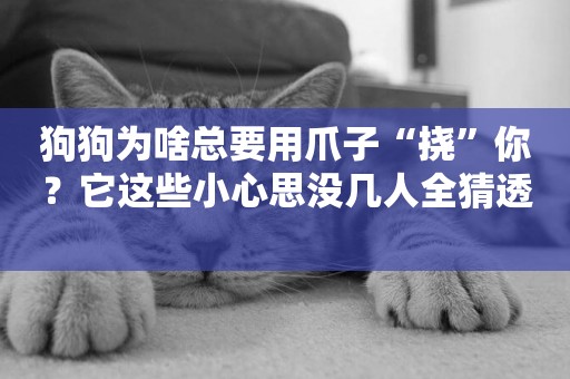 狗狗為啥總要用爪子“撓”你？它這些小心思沒幾人全猜透 