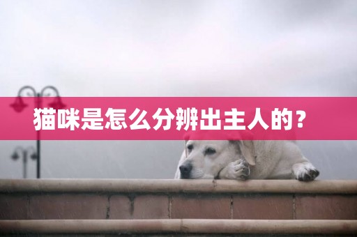 貓咪是怎么分辨出主人的？ 