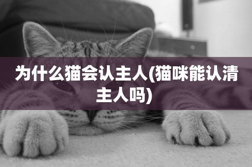 為什么貓會認主人(貓咪能認清主人嗎) 