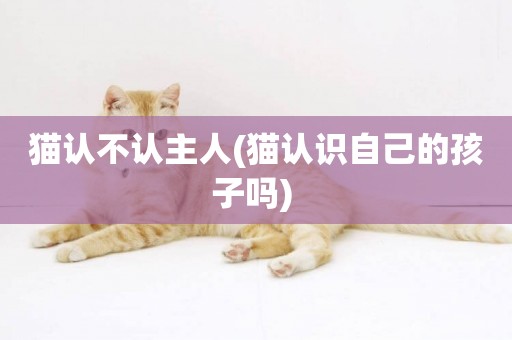 貓認不認主人(貓認識自己的孩子嗎) 