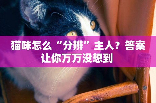 貓咪怎么“分辨”主人？答案讓你萬萬沒想到 