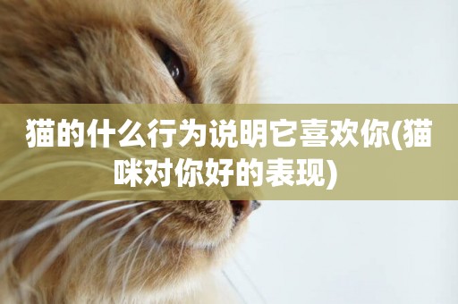 貓的什么行為說明它喜歡你(貓咪對你好的表現) 